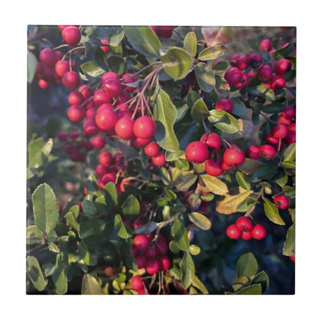 Carreau Fruit d'automne (Devant)
