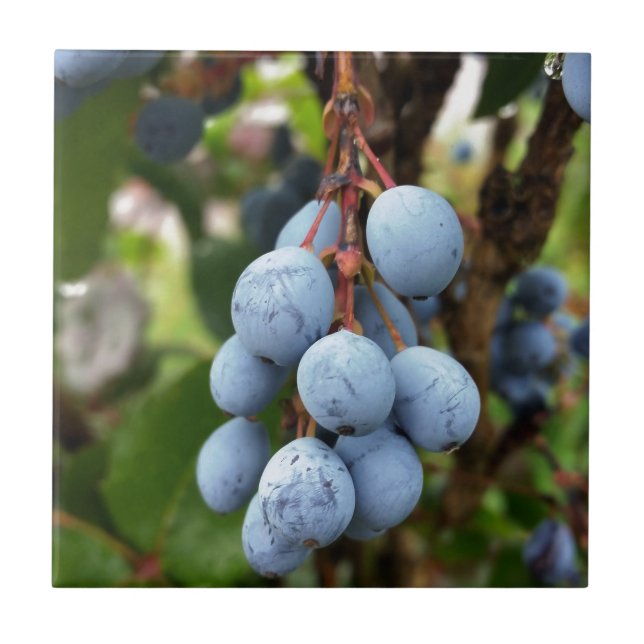 Carreau Fruit d'épine noire (Devant)