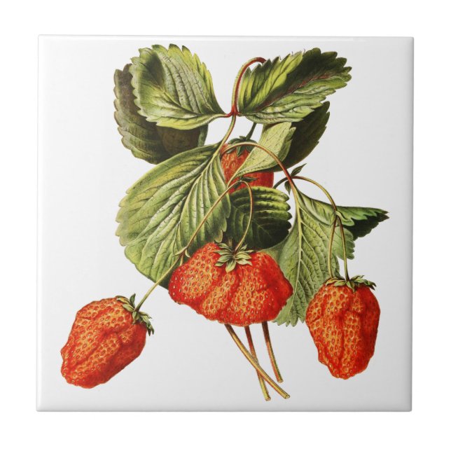 Carreau Fruit fraise Vintage Illustration botanique (Devant)