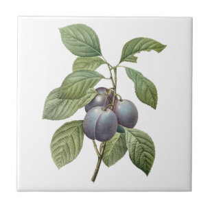 Carreau Fruit vintage, Plums pourpres de jardin par Redout