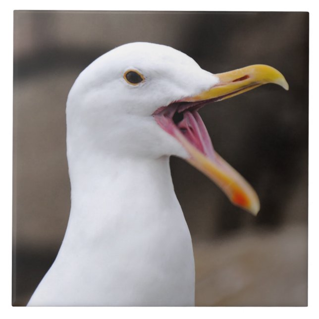 Carreau FUNNY Seagull (Devant)