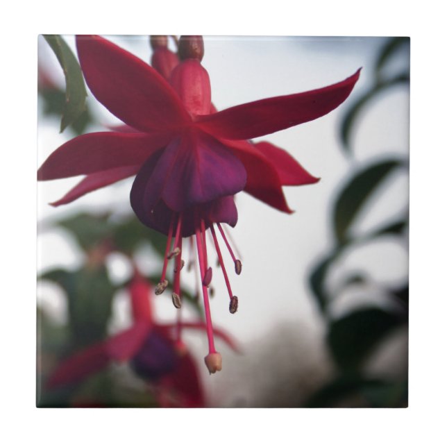 Carreau Fuschia (Devant)