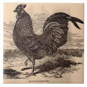 Carreau Galus Sonneratii du 19e siècle