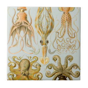 Carreau Gamochonia d'Ernst Haeckel