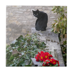 Carreau Garden Cat