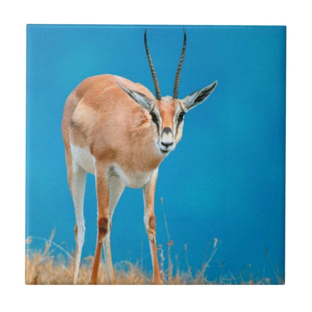 Carreau Gazelle de Grant (Gazella Granti) Ewe Portrait (Devant)