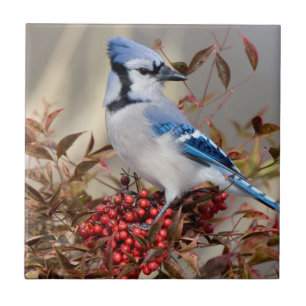 Carreau Geai bleu dans le bambou céleste Nandina