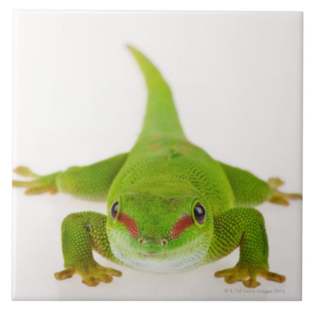 Carreau Gecko de jour du Madagascar (madagascariensis de (Devant)