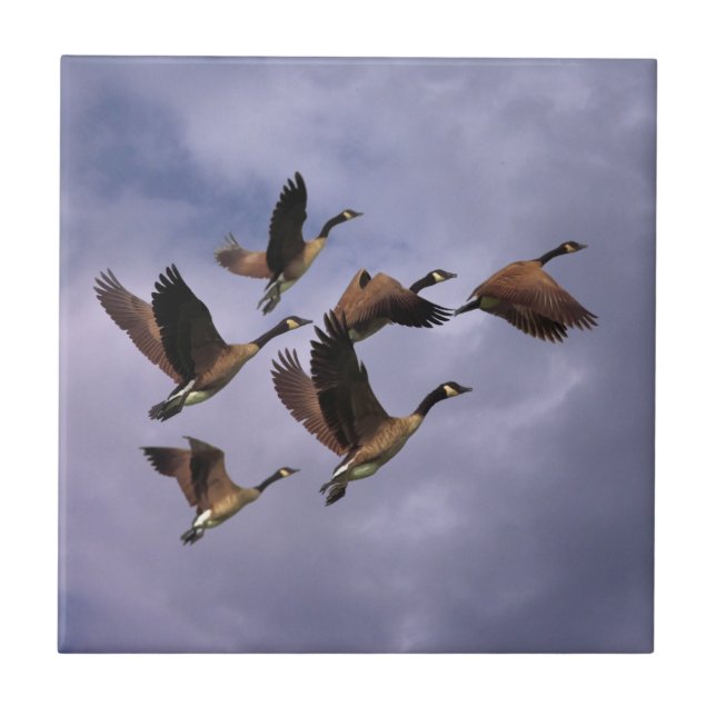 CARREAU GEESE  (Devant)