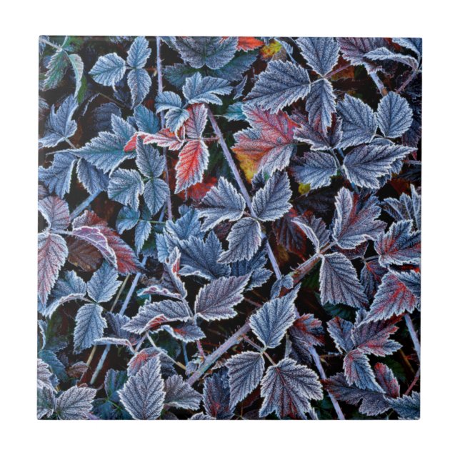 Carreau Gelée blanche sur feuilles d'automne, Oregon (Devant)