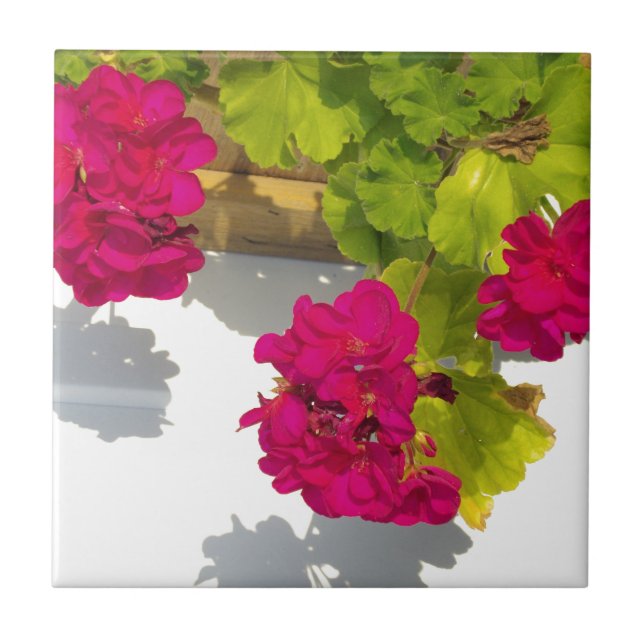 Carreau Geraniums roses, jolies fleurs roses chaudes (Devant)