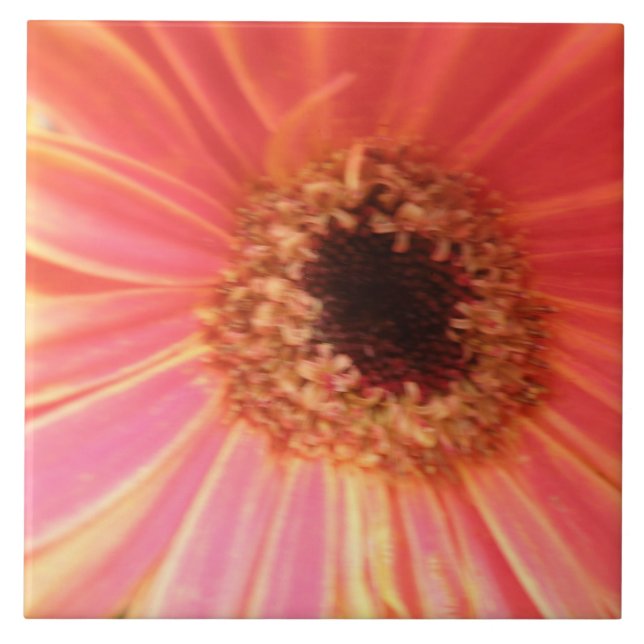 Carreau Gerbera Daisy Carrelage à fleurs (Devant)