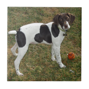 Carreau German_short_haired_pointer_puppy