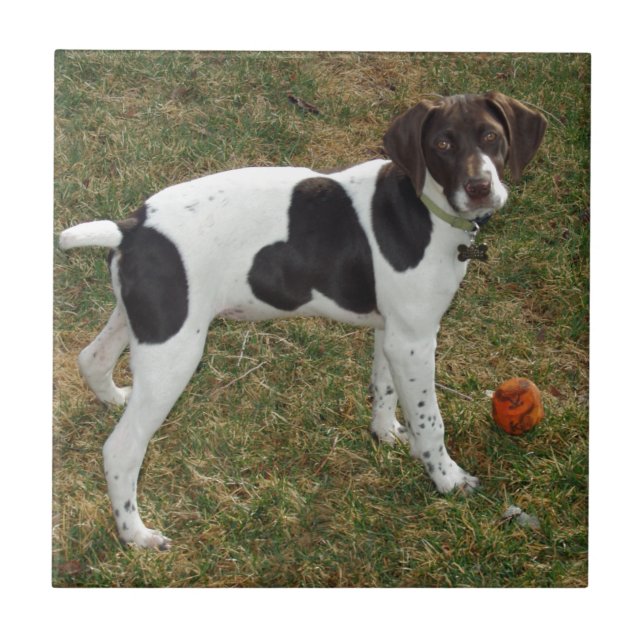 Carreau German_short_haired_pointer_puppy (Devant)