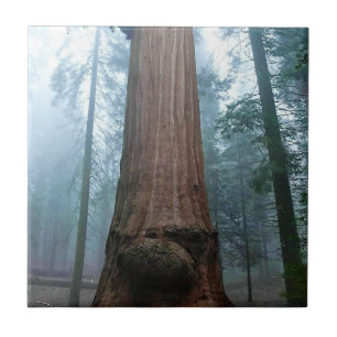 Carreau Giant Sequoia Tree in Grant Grove, CA