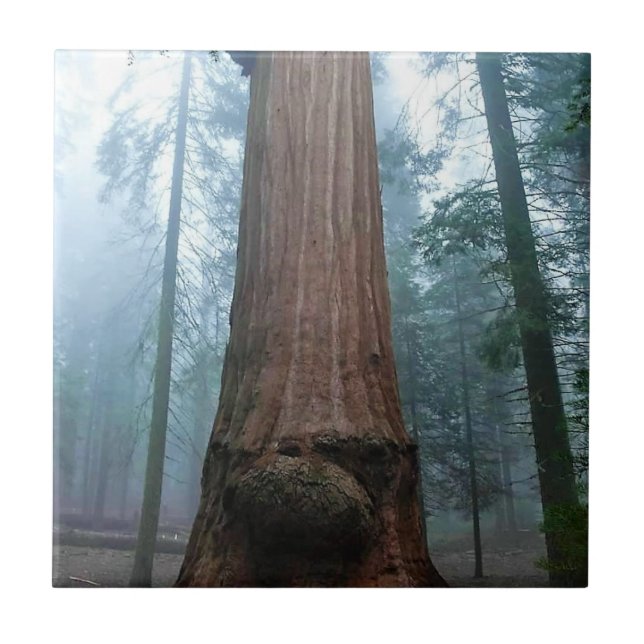 Carreau Giant Sequoia Tree in Grant Grove, CA (Devant)