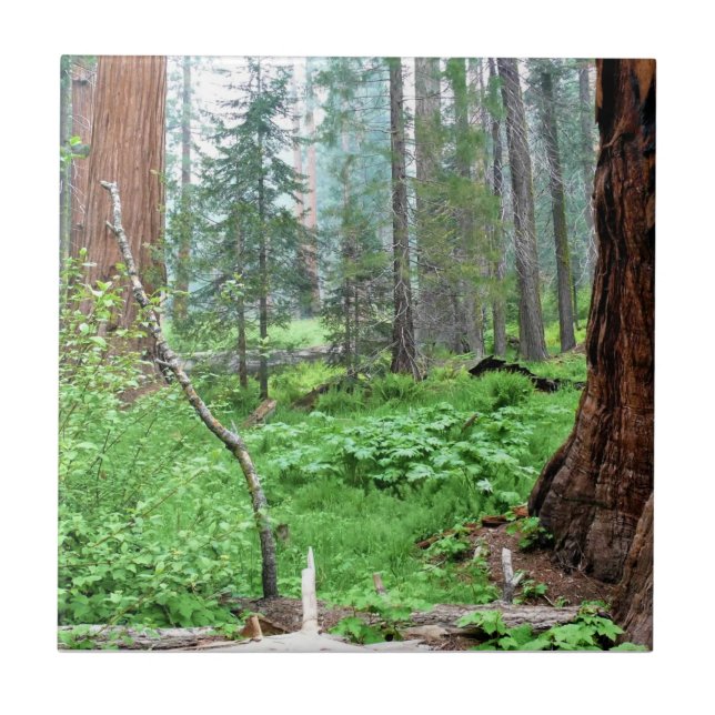 Carreau Giant Sequoias in Grant Grove, CA (Devant)