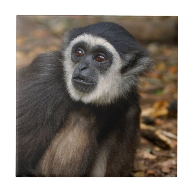 Carreau Gibbon à mains blanches (Hylobates Lar), Monkeylan (Devant)
