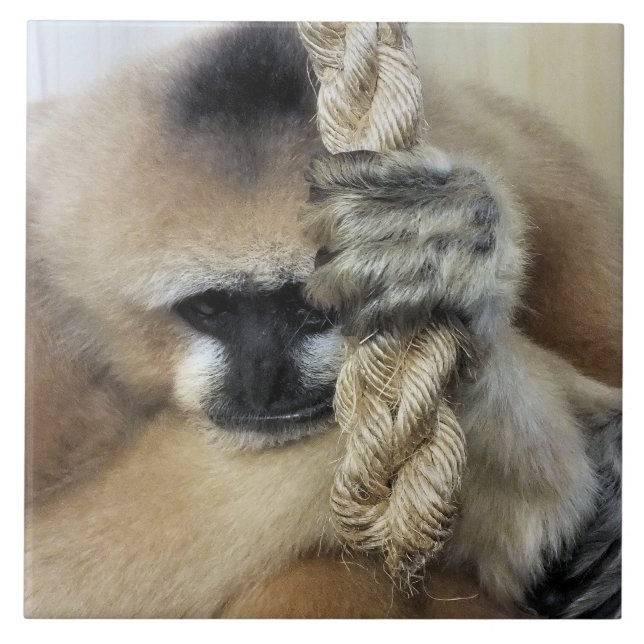 CARREAU GIBBON MONKEY (Devant)