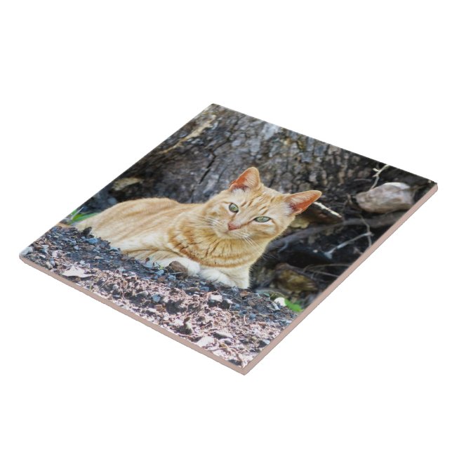 Carreau Ginger Boy (Côté)