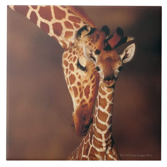Carreau Girafe adulte avec le veau (camelopardalis de (Devant)