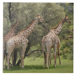 Carreau Girafe, camelopardalis de Giraffa, Kgalagadi 2