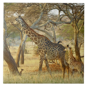 Carreau Girafe femelle adulte et juvénile, Giraffa