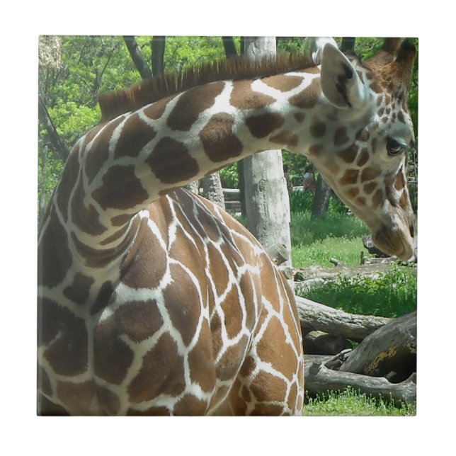 Carreau Girafe gracieuse (Devant)
