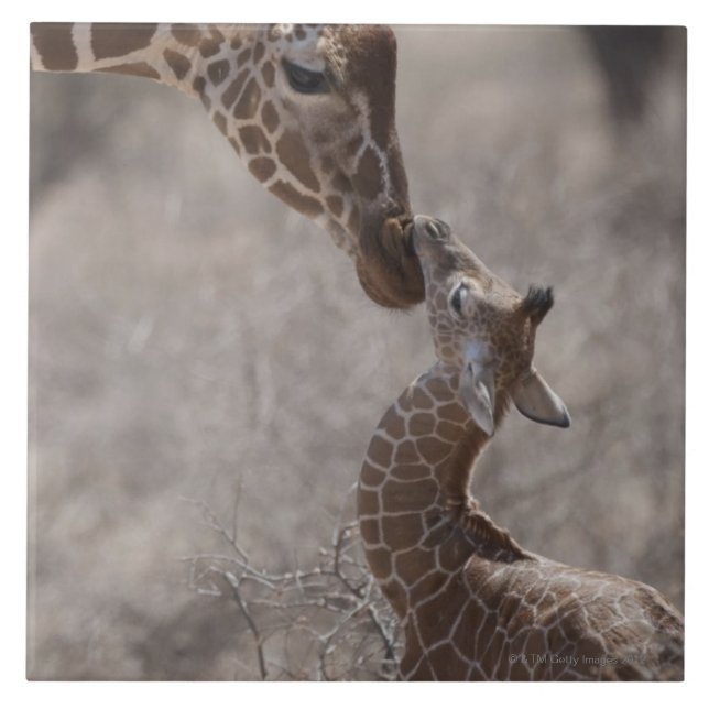 Carreau Girafe, Kenya, Afrique (Devant)