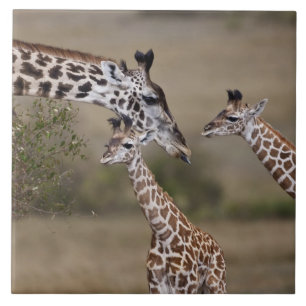Carreau Girafe maasaï (Giraffe Tippelskirchi)