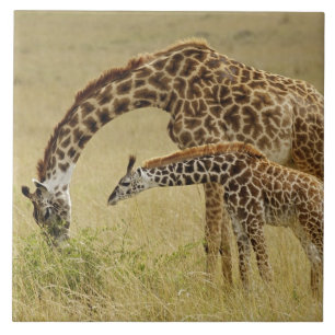 Carreau Girafe maasaï mère et bébé, Giraffa
