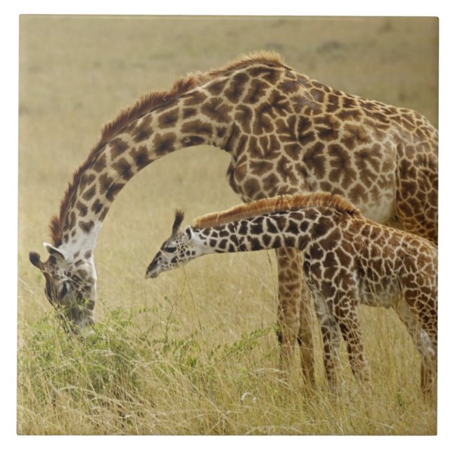 Carreau Girafe maasaï mère et bébé, Giraffa (Devant)