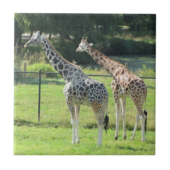 Carreau Girafes étonnantes (Devant)