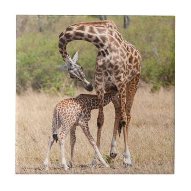 Carreau Giraffe Mère et bébé au Kenya (Devant)