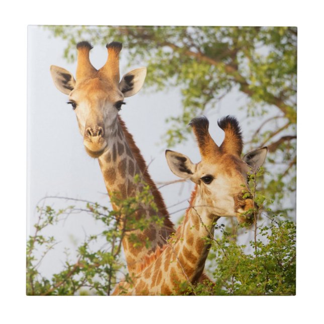 Carreau Giraffes Pékin au-dessus de la végétation (Devant)