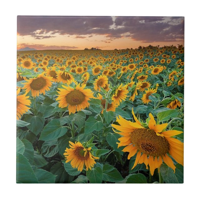 Carreau Gisement de tournesol dans Longmont, le Colorado (Devant)