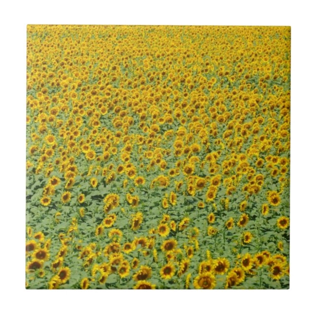 Carreau Gisement jaune de tournesol (Devant)