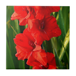 Carreau Gladiolas rouges