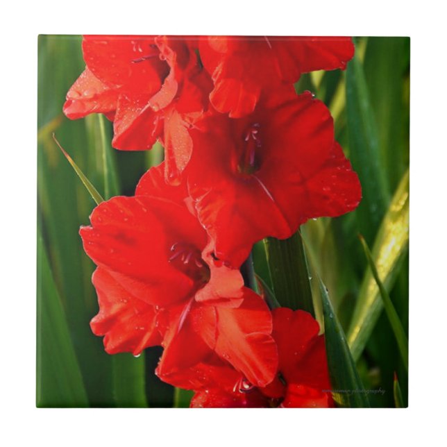 Carreau Gladiolas rouges (Devant)