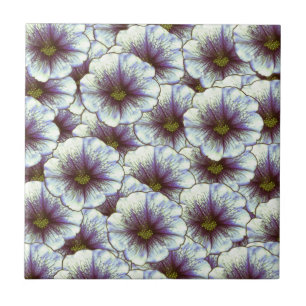 Carreau Gloire du matin violet et blanc