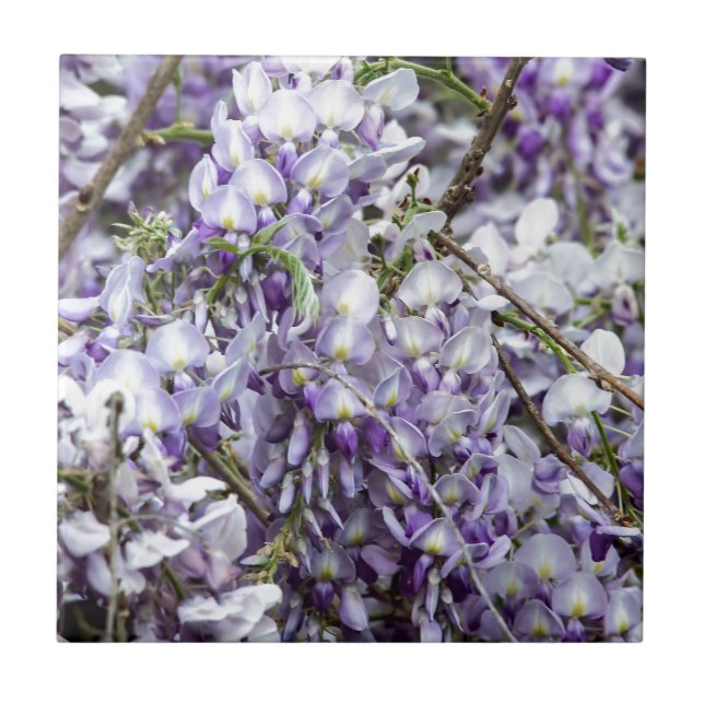 Carreau Glycine (Devant)