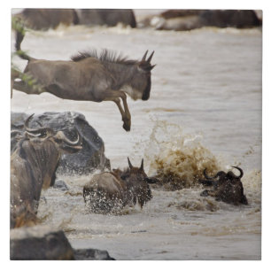 Carreau Gnou sautant dans la rivière Mara