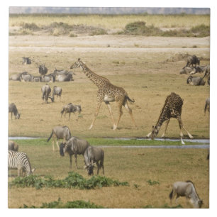 Carreau Gnoux, Zèbres et Girafes
