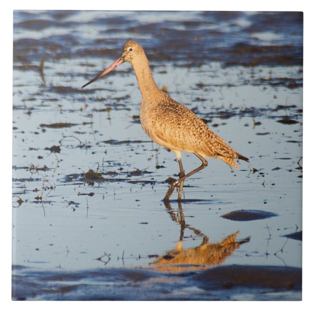 Carreau Godwit marbré dans le Pacifique (Devant)