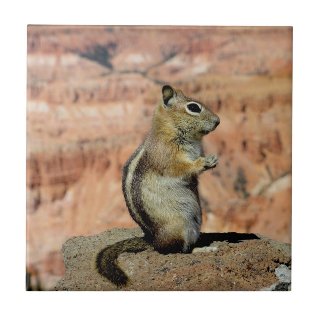 Carreau Golden Mantled Ground Squirrel (Devant)