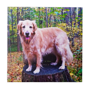 Carreau Golden retriever