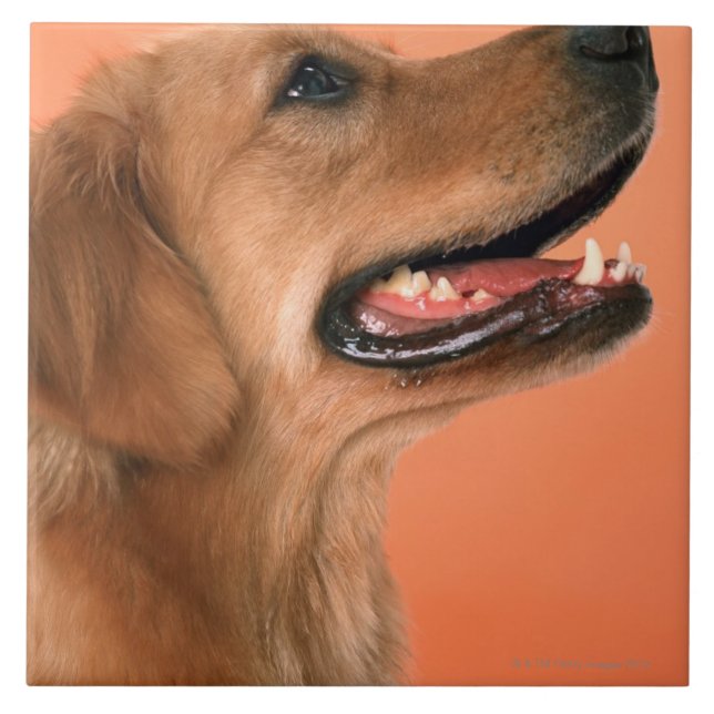 Carreau Golden retriever 7 (Devant)