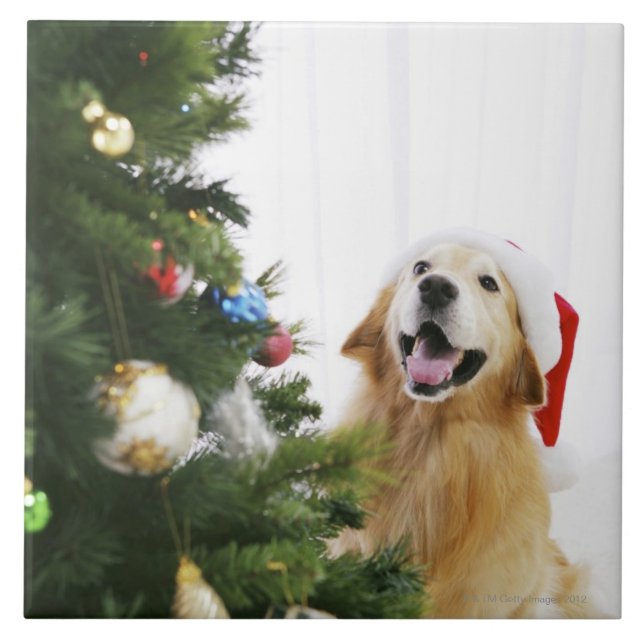 Carreau Golden retriever qui observe l'arbre de Noël (Devant)