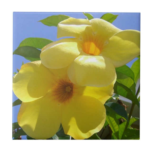 Carreau Golden Trumpet (Devant)