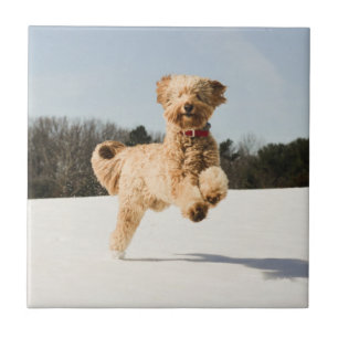 Carreau Goldendoodle Traversant Le Champ